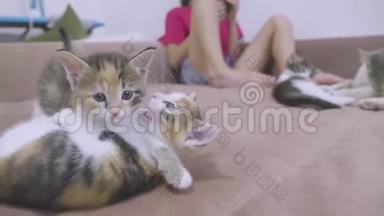 两只小猫在沙发上玩耍。两只小猫互相咬慢镜头。小猫玩概念两只小猫